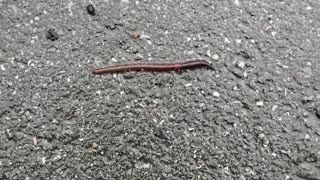 Earthworm creeps on the ground.