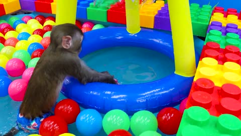 Monkey Koko's Colorful Ball Pit Pool Adventure | Splashing Fun in the Swimming Pool