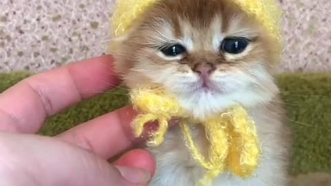 Kitten With Small Yellow Hat
