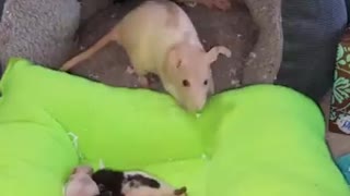 mother mouse cares for little mice