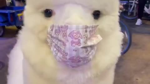 This is a Chinese lamb so he wear the mask
