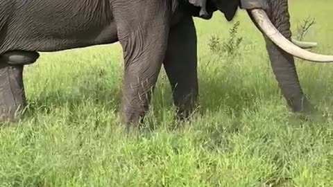 Majestic African Bush Elephant Grazes Peacefully
