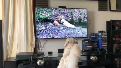 Golden Retriever Reacts to his own video!!!