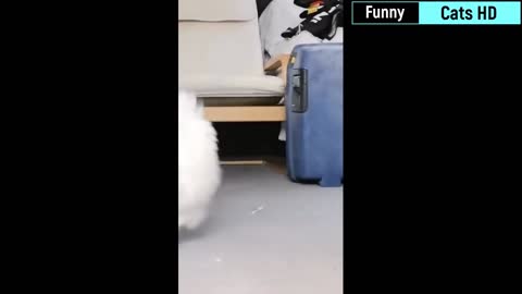 Best Funny Cat Videos Of This Week / Funny Cat Moments