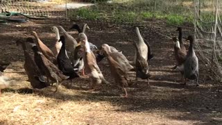 Two dozen ducks