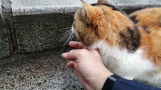 Many cats I met in Enoshima. Volume 3