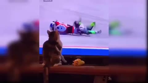 Did This Kitten Pushed The Biker Kitten Cute Moment