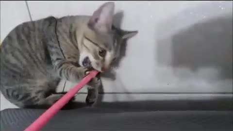 Kitten playing with fishing toy