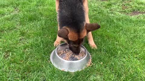 German shepherd has a blast eating whole bowl of food on the rain