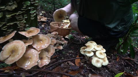 Honey and Oyster mushrooms foraging and Cooking. Wild mushroom soup recipe and bushcraft. Fornite