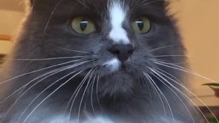 Gato loco hace sonidos muy graciosos mientras observa aves