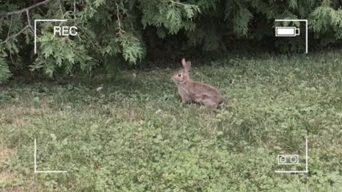 CHIPMUNK AND A RABBIT