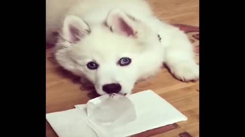 Husky Puppies Funny Compilation #4 - Best of 2022