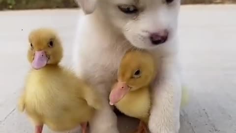 Lovely Pup playing with chicks