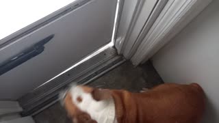 Funny English Bulldog