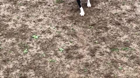 Cute dog in a pink raincoat