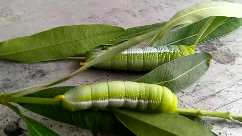 HUGE GREEN INSECT