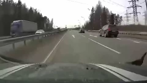 A sudden peacock almost caused an accident on the road