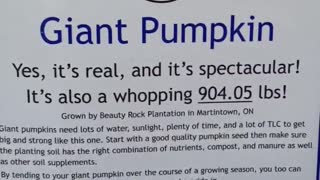 Now THAT'S a BIG Pumpkin...
