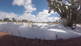 Santa Fe New Mexico Snow Melting on Cactus Time-Lapse