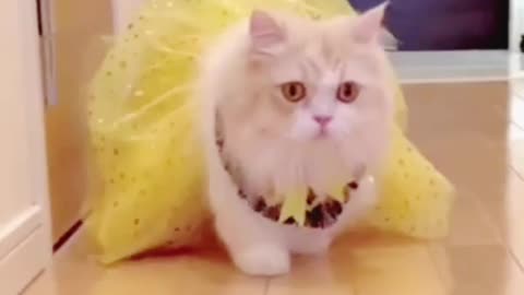 Cat short video |cute cat in dress |cat walking