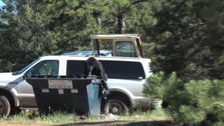 Spanks Black Bear For Getting Into Garbage
