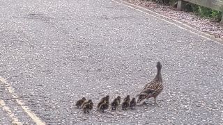 Momma Duck Meanders Across Road