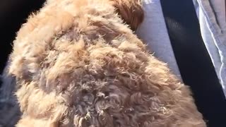 Dog does not like car rides