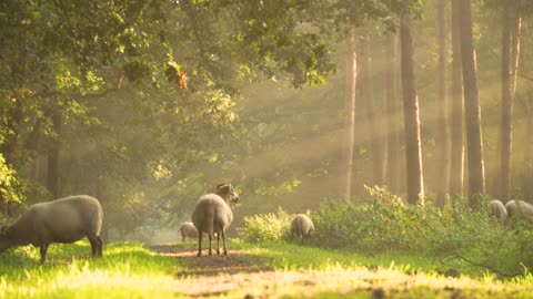 Cute sheeps