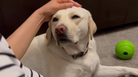 Needy pup needs to get a massage for a good night's sleep