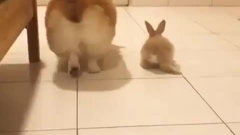 big butt small butt 🐶🐰