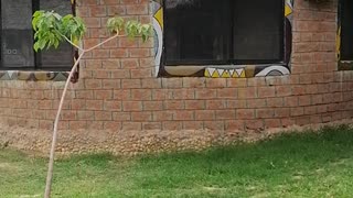 Morden huts at Almat Farm Kuje Abuja