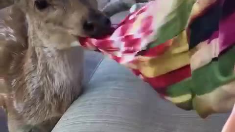 A fawn is confused