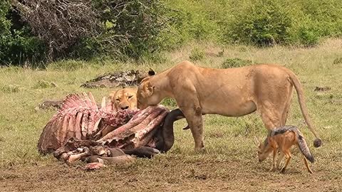 A fierce battle between the kings of the jungle and the hyenas