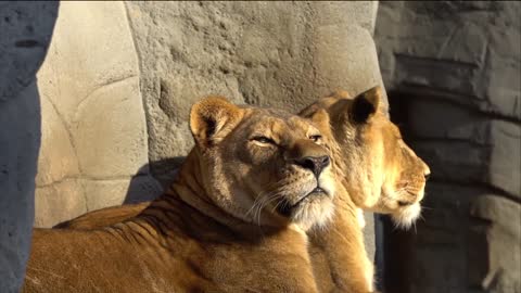 lioness watching