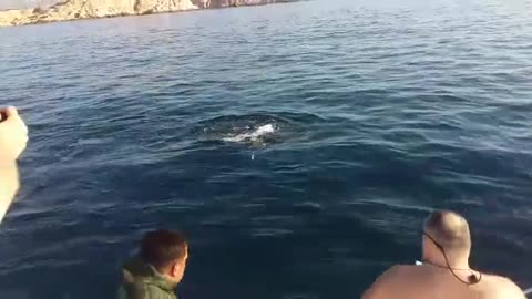 Humpback Whale and her baby