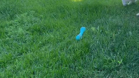 Blind Corgi Plays Fetch