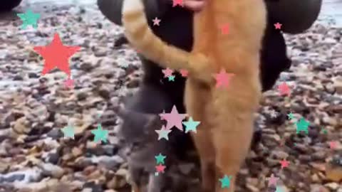Funny Cat Videos _ Funny cute animals Videos #shorts