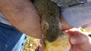 Squirrel Daddy 1