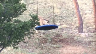Fawn Just Really Wants to Swing