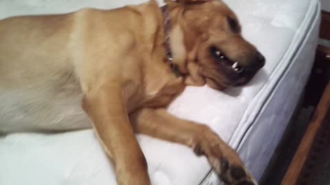 Lazy Pooch Won't Budge From Bed, Then Owner Shouts 'Squirrel'