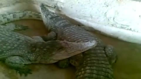 The Nile Crocodile Great Predator of The World (COMPLETE) [HD]_Cut.mp4
