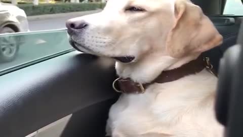 Funny Asian dog