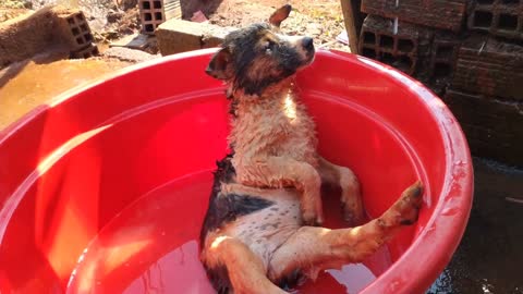 Bathing dog is very humorous