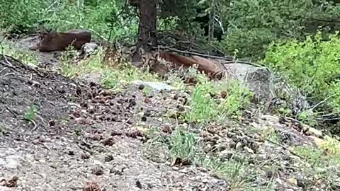 Sleepy mountain lions