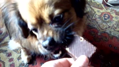 Dog eating chocolate waffles