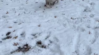 Adopted dog experiences snow for the first time and loves it!