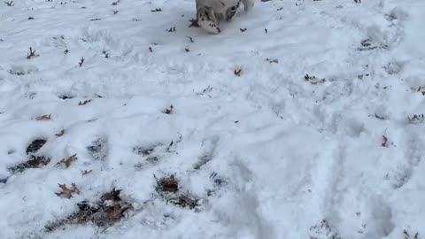 Adopted dog experiences snow for the first time and loves it!