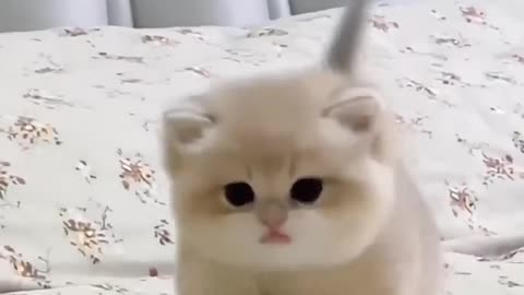 Cute babay kitten sound