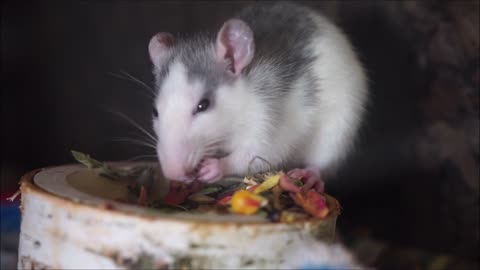 Little mouse eating grains